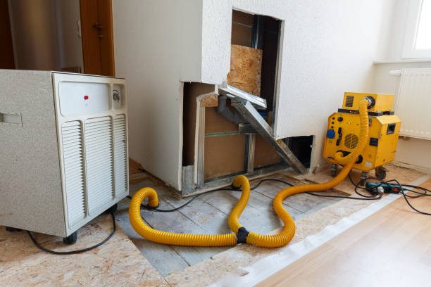 Best Basement Mold Removal  in Forrest City, AR